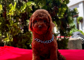 Red Brown Toy Poodle Yavrular